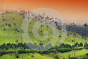 The wax palm trees from Cocora Valley are the national tree, the symbol of Colombia and the WorldÃ¢â¬â¢s largest palm. photo